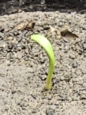 A picture of an early sprout just barely coming out of the testbed